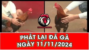 banner phát lại đá gà ngày 11/11/2024